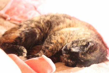 おかあちゃんの げんきのもと おかあちゃんの げんきのもと