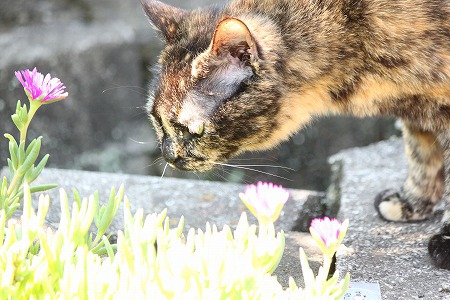 おへそ ぶじだったにゃ! おへそ ぶじだったにゃ!