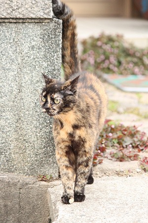 うらにゃうにゃ! うらにゃうにゃ!