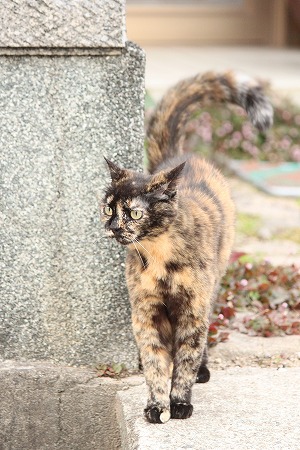 うらにゃうにゃ! うらにゃうにゃ!