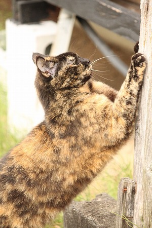 あったのかにゃ~ あったのかにゃ~