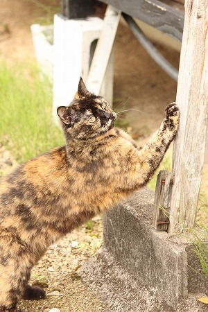 あったのかにゃ~ あったのかにゃ~