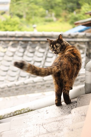 あめのひは やねぱと あめのひは やねぱと