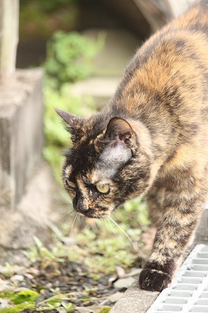 しょよーじかんは しょよーじかんは