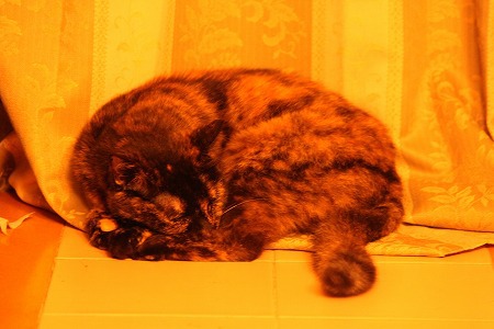 にゃか にゃか にゃ にゃか にゃか にゃ