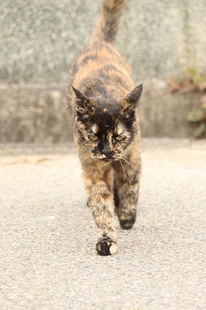 ぱしゃだけ ぱしゃだけ