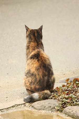 みずたまりにゃ みずたまりにゃ