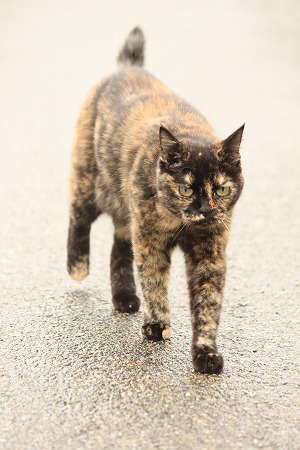 すずしーにゃ すずしーにゃ