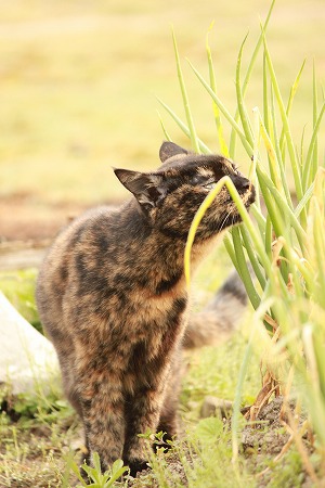 わびさびにゃ わびさびにゃ