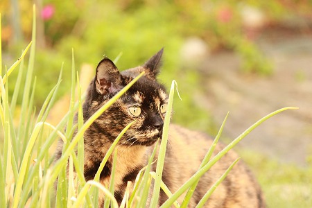わびさびにゃ わびさびにゃ