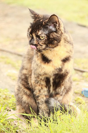 まいたのは だりぇにゃ?! まいたのは だりぇにゃ?!