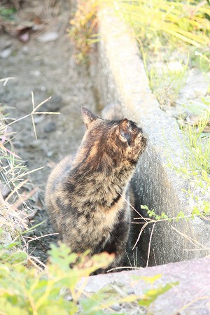どにゃのかにゃ~? どにゃのかにゃ~?