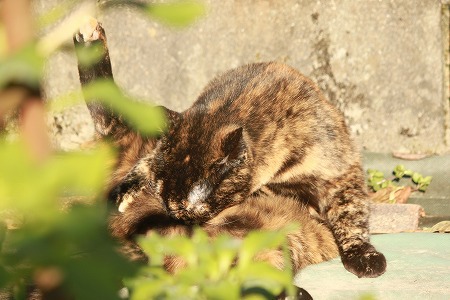 あとでにゃ! あとでにゃ!