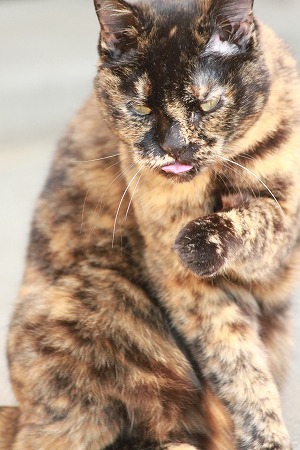 わすりぇてにゃいにゃ わすりぇてにゃいにゃ