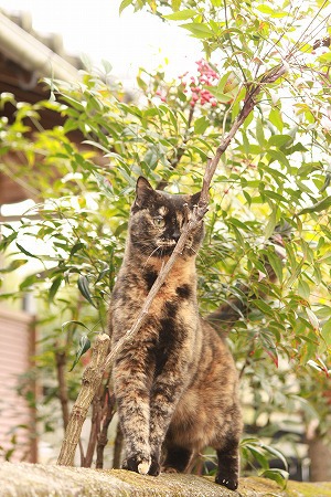 そりも ありかにゃ~ そりも ありかにゃ~