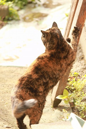 おねむさんにゃ おねむさんにゃ
