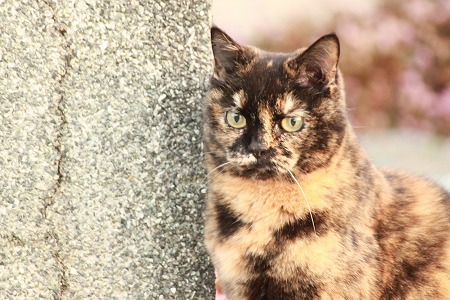にぢみでりゅ? にぢみでりゅ?