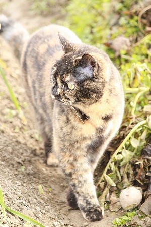 このじきかにゃ? このじきかにゃ?