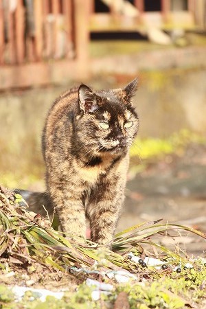 きょーは にゃんのひ? きょーは にゃんのひ?