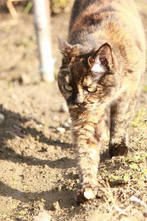 きょーは にゃんのひ? きょーは にゃんのひ?