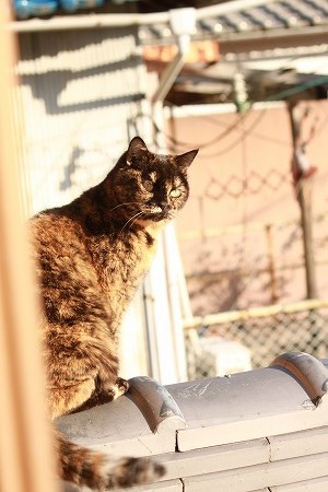 あとにゃんかい? あとにゃんかい?