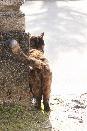 はやいにゃ~ はやいにゃ~