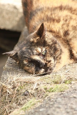 はやいにゃ~ はやいにゃ~