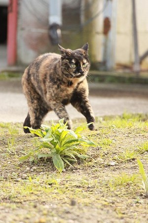 よーくみりゅにゃ! よーくみりゅにゃ!