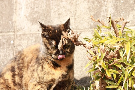 はやいにゃ~ はやいにゃ~