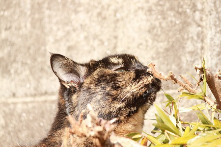 さがしもの さがしもの