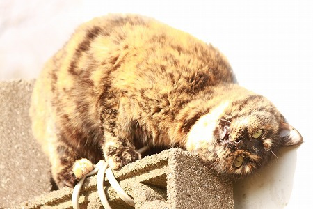 ありのまま? ありのまま?