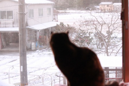 はつゆきかもにゃ~ はつゆきかもにゃ~