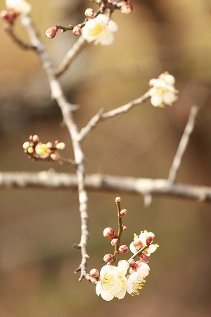 こりも はにゃびえ? こりも はにゃびえ?