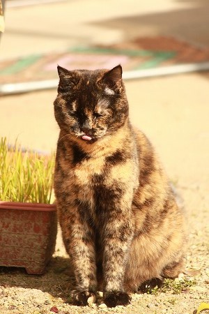 おかあちゃんに しつもんにゃ! おかあちゃんに しつもんにゃ!