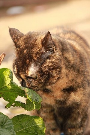 だりの にゃに かけりゅ? だりの にゃに かけりゅ?