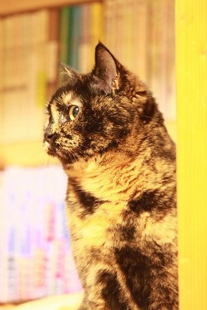 さんかけんありにゃ さんかけんありにゃ