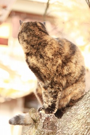ごまかせたかにゃ~? ごまかせたかにゃ~?