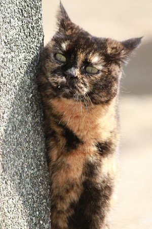 だりと しよーかにゃ~? だりと しよーかにゃ~?