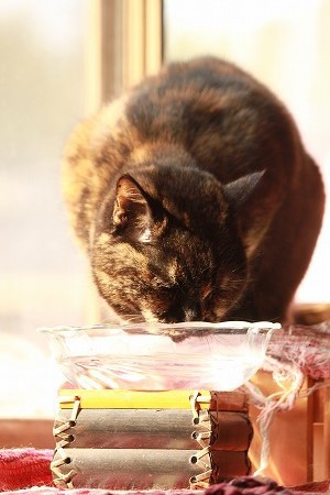 そのわけは、、、 そのわけは、、、