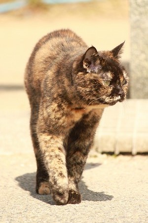 いつまで おやすみかにゃ? いつまで おやすみかにゃ?