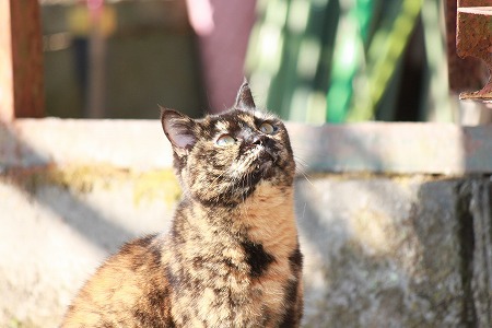 みえりゅかにゃ? みえりゅかにゃ?