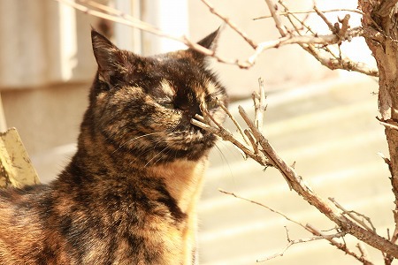 だいじにゃこと まいにちにゃ だいじにゃこと まいにちにゃ