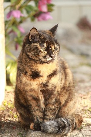 マメマメ わかんにゃいにゃ! マメマメ わかんにゃいにゃ!