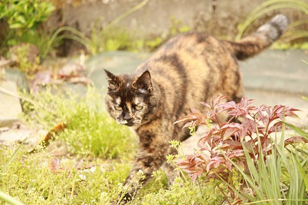 きのーの つづきにゃ きのーの つづきにゃ