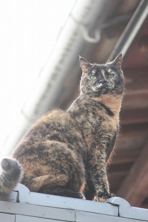 けんこー だいじにゃ けんこー だいじにゃ