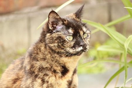 かんちがいにゃ かんちがいにゃ