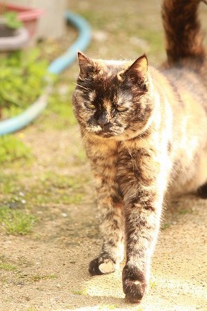 よーい できてにゃいにゃ、、、w よーい できてにゃいにゃ、、、w