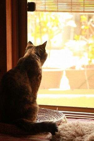 くもりはれだったにゃ くもりはれだったにゃ