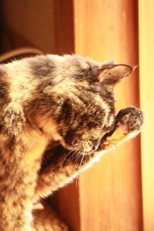 だいじにゃこと だいじにゃこと