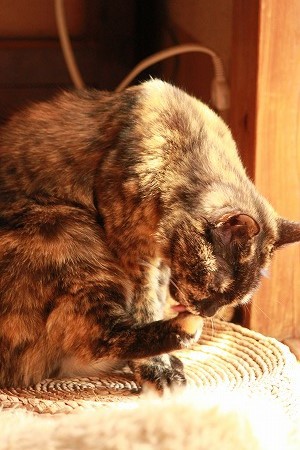 だいじにゃこと だいじにゃこと